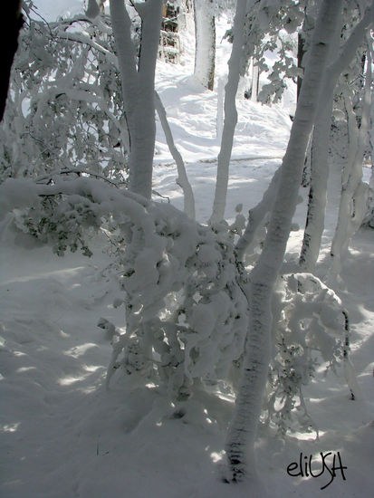 Nieve de Primavera 