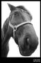 CAballo