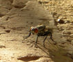 mosca