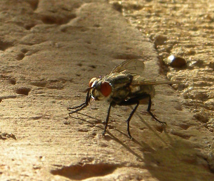 Mosca