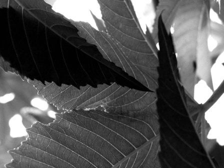 Luces Naturaleza Blanco y Negro (Digital)