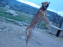 Saltando