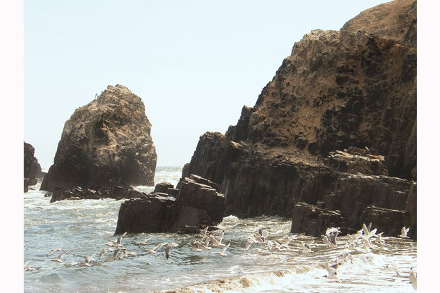 El vuelo de las gaviotas
