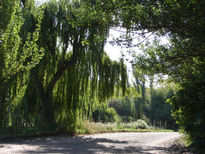 Camino y arboleda