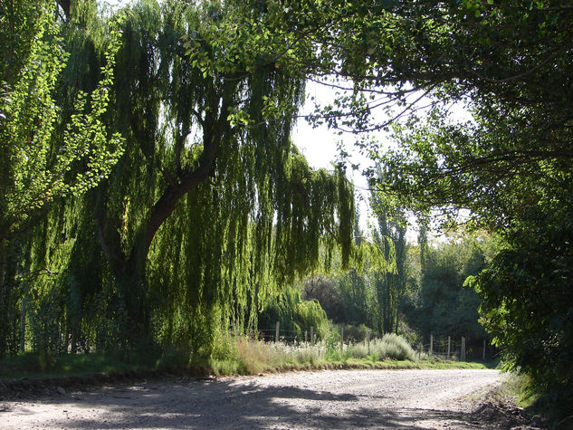 Camino y arboleda 