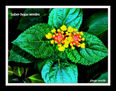2010/F034   SOBRE HOJAS VERDES