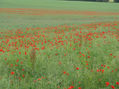 amapolas del campô