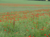 Amapolas del campô