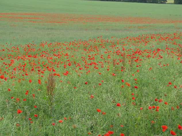 amapolas del campô Arquitectura e interiorismo Color (Digital)