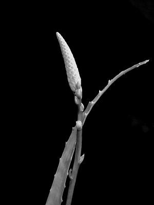 Aloe1