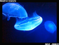 Medusas