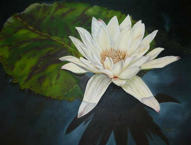 Lirio de Agua Solitario     Solitary Water Lily