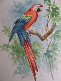 Ara macao