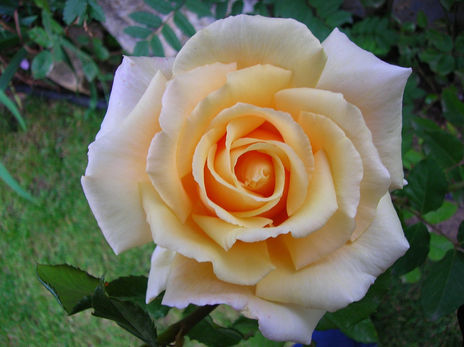 Flores - 4