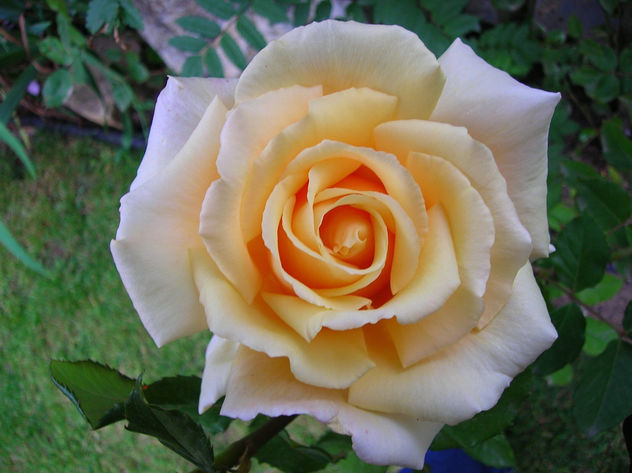 FLORES - 4
