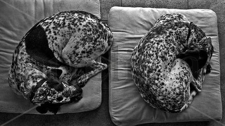 Vida de perros