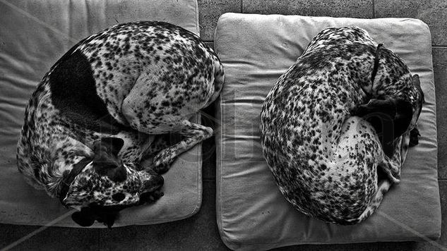 vida de perros Nature Black and White (Digital)