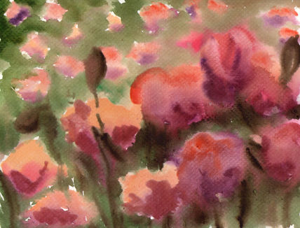 Amapolas 2
