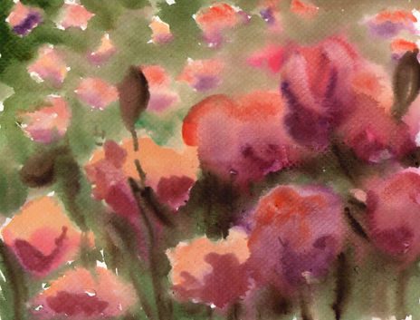 Amapolas 2