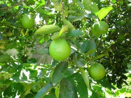 Limonero