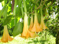 CAMPANAS DE AROMA