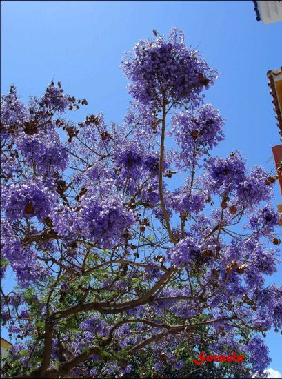 Jacaranda en flor El Palo Naturaleza Color (Digital)