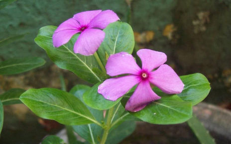 Flores