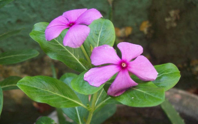FLORES