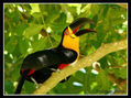 TUCAN