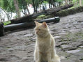 gato