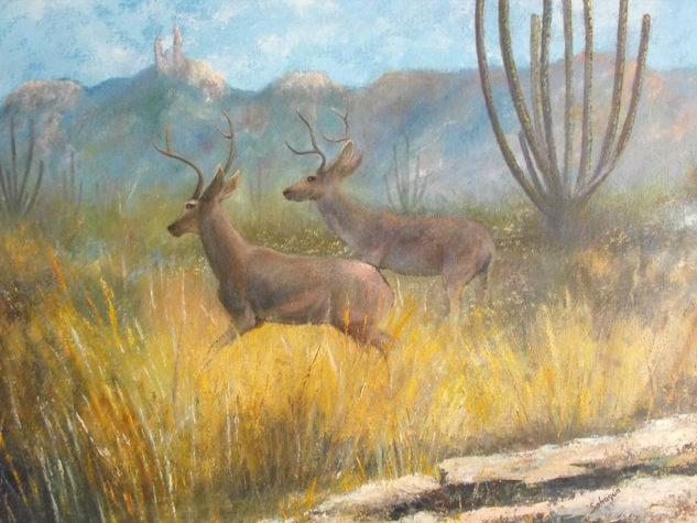 venados en la sierra de alamos,sonora 