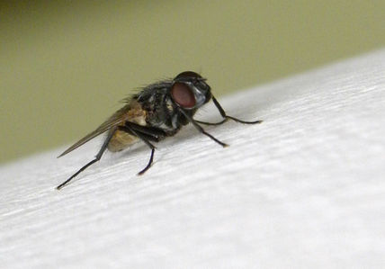 Mosca negra