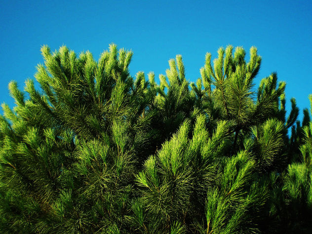 NATURALEZA