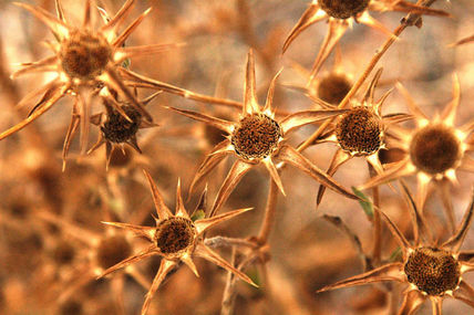Estrellas de la Tierra