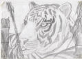 Tigre algo mas realista