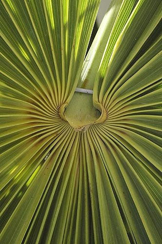 PALMA CARIBE