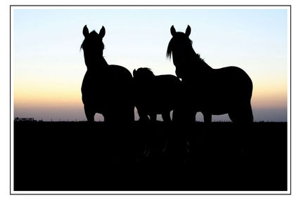Contrastes