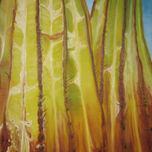 Sudcalifornia en Close-up thumbnail 2