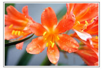 Clivia