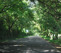 Tunel verde