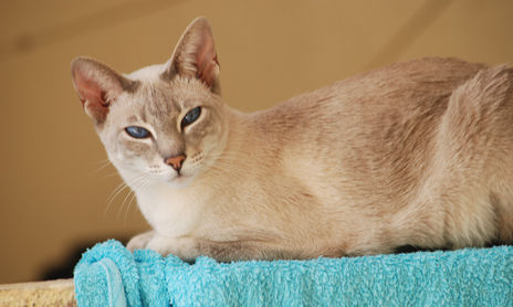 Gatos