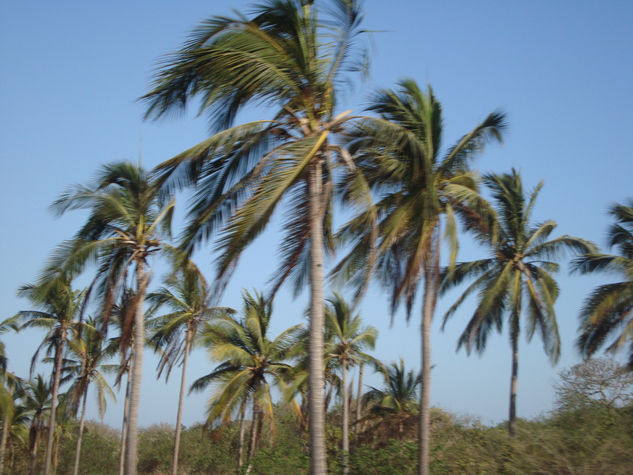 palmeras manzanillo colima 