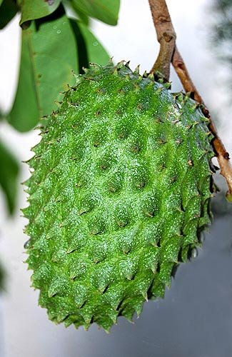 GUANABANA