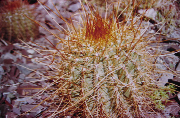 ESPINAS DE CARDON