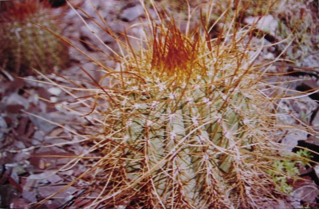 ESPINAS DE CARDON Naturaleza Color (Química)