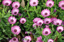 Wild Pink Flower