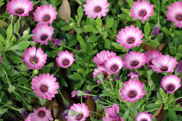 Wild Pink Flower 