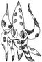 pulpo