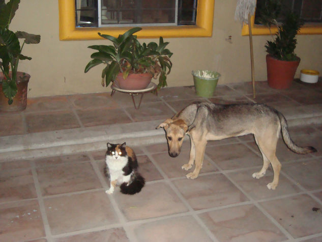 gatos y perros 