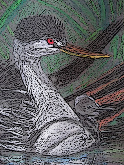 Aves